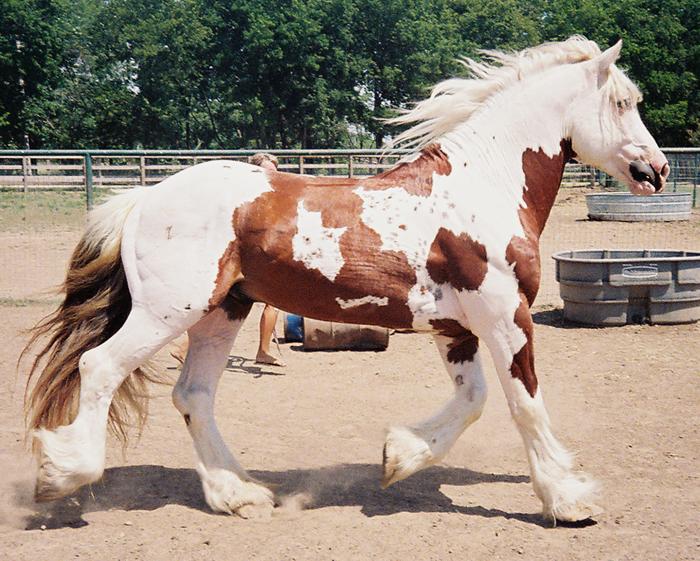 gypsy horse cost